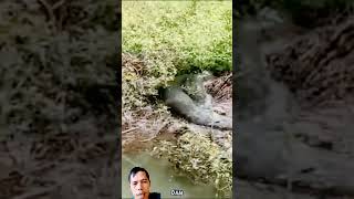 di ganggu di lempar kayuular anaconda langsung bergerak snake ularlangka animals ular mancing [upl. by Halueb]