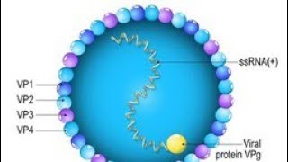 How to draw PoliovirusMICROBIOLOGYMBBS SECOND YEAR [upl. by Pembrook]