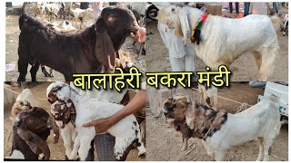 Aaj pehli video banayi Balaheri Bakra Mandi Rajisthan 4112024 bohot shandar palne wale bakre [upl. by Ael]