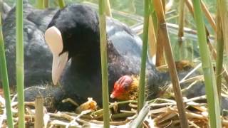 Blässhuhn Fulica atra mit Jungen am Haldensee im Tannheimer Tal Österreich [upl. by Amik]