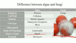 Difference between algae and fungi ll Algae Vs Fungi ll [upl. by Favata]