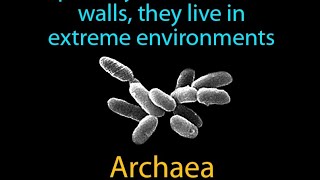 origin of ARCHAEA msc 1st sem [upl. by Briscoe26]