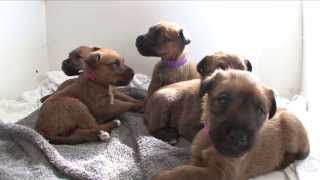 Irish Terrier Puppies  age 4 weeks [upl. by Merritt65]