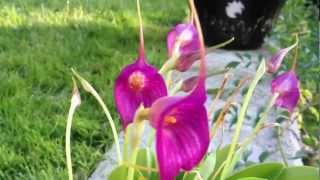 Easy Masdevallia orchid care and culture [upl. by Oderfodog]