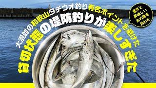 【和歌山】104 タチウオここでも釣れてる！楽しすぎた！ [upl. by Hallutama]