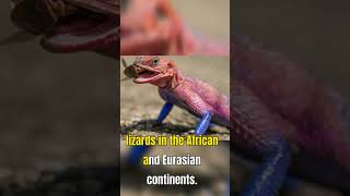 The Amazing SpiderMan Agama A Real Life Superhero  Agama Lizards  Rainbow Lizard [upl. by Clayson]