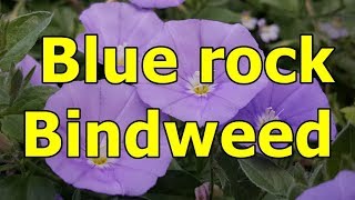 Blue rock Bindweed  Convolvulus sabatius HD Video 01 [upl. by Desimone]