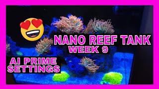 Nano Reef Tank  AI Prime Settings  Week 9 [upl. by Tamera]