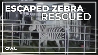 Missing zebra found safe in Washington [upl. by Adiaz217]