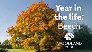 A Year in the Life of a Beech Tree  Woodland Trust [upl. by Aleinad]