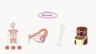 Hormonsystemet Introduktion til hormonsystemet [upl. by Coulombe701]