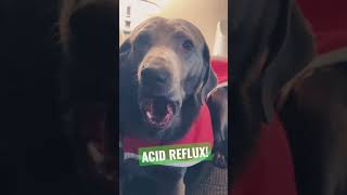 Dog acid reflux and GERD heartburn symptoms and lip licking gulping [upl. by Enyaj232]