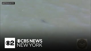 2 shark sightings force beachgoers out of water at Rockaway Beach [upl. by Ailimac]