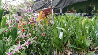 Bahan anggrek koleksian sultancattleya vanda Dendrobium Farmeri siap berbunga cantik [upl. by Aerdnaxela499]