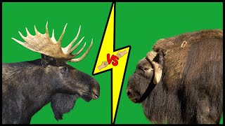 MOOSE vs MUSKOX Who Would Win [upl. by Ondrej]