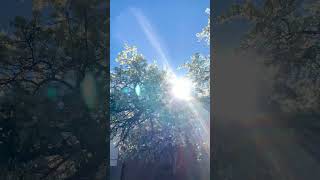 White Dogwood Tree ❤️❤️❤️youtubeshorts whitedogwoodtree california thanksforwatchingthisvideo [upl. by Cathie658]