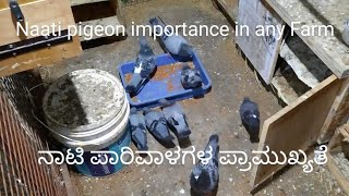 ನಾಟಿ ಪಾರಿವಾಳಗಳ ಪ್ರಾಮುಖ್ಯತೆ  Naati pigeon importance in any Farm  Naati pigeon  Naati Parivala [upl. by Ariaj]