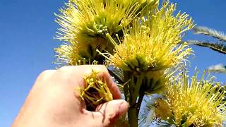 How to eat Agave nectar raw off the plant flowers [upl. by Ahselef]