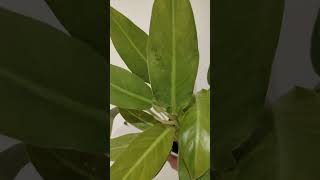 Philodendron Plants Care Tips trending ecogarden indoorplants [upl. by Criswell]