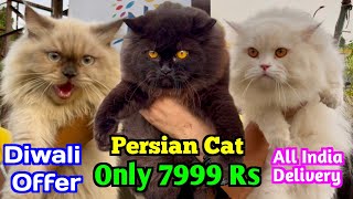 Persian Cat Price 7999 Rs Cat Market in Kolkata Kolkata Cat Market [upl. by Keg]