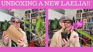 Unboxing a New Laelia [upl. by Aiseneg764]