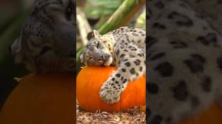 Snow leopard vs GIANT Pumpkin 🎃 snowleopard pumpkin halloween shorts [upl. by Leirrad]