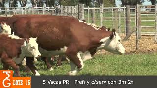 LOTE 15  5 VAQUILLONAS PR PREÑADAS CON SERVICIO Y CON CRIAS 3M  2H [upl. by Schlessinger692]