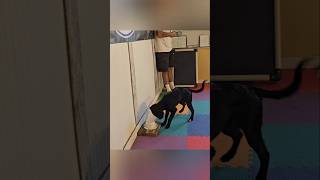 🐕 Nosework the begining 2nd session nosework dogtraining puppy shicklek9 dogteaching nose [upl. by Iraam]