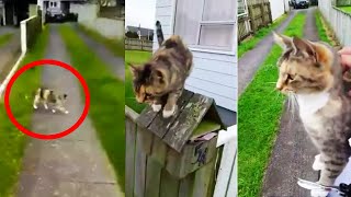 Nobody Believes The Mailman That One Cat Does This Every Day So He Gets It All On Camera [upl. by Oibirot]