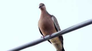 Spotted Dove Spilopelia chinensis  Perlhalstaube 2 [upl. by Rhea]