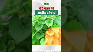 गिलोय के अद्भुत फायदे  Acharya Manish Ji [upl. by Ahsinrad]