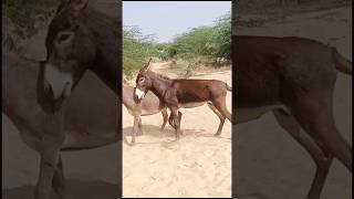 funny donkey video shorts animals youtubeshorts [upl. by Miner264]