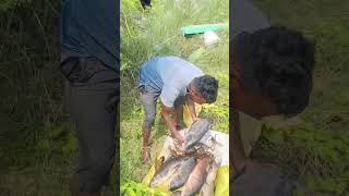 Fish s shortvideo telugu fishing video bigfish video 🐟🐠🐠🐠🐳 [upl. by Attirehs615]