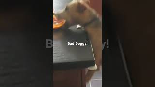 Badly Behaved Dog [upl. by Samy]