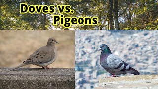 Doves vs Pigeons How to Distinguish Them [upl. by Utas]