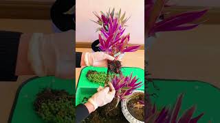 How to change soil step by step plants in pot garden plants flower diy beautiful [upl. by Anicart]