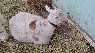 Fun With Goats  Coccidiosis Can Be Fatal In Young Goats [upl. by O'Kelly]