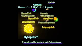 Synthesis of Triacylglycerol Fat Metabolism Made Easy [upl. by Stortz]