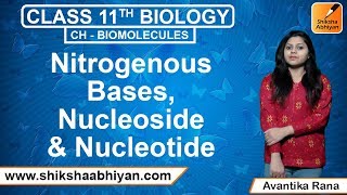 Nitrogenous Bases Nucleoside amp Nucleotide  Biomolecules  CBSE Class 11 Biology [upl. by Lednew]