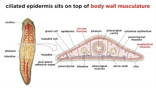 Phylum Platyhelminthes Part 1 General Characteristics [upl. by Lebasy]