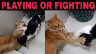 Are my Cats Playing Or Fighting  Signs if Cats Playing or Fighting  How to tell the difference [upl. by Sarena]