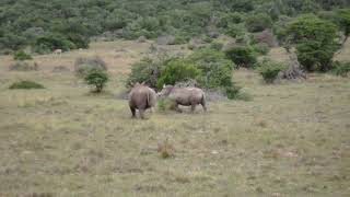 Amakhala Game Reserve 9 South Africa [upl. by Nolyak]