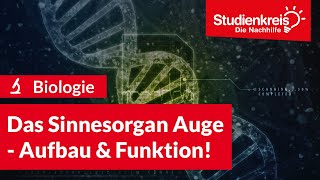 Das Sinnesorgan Auge  Aufbau amp Funktion  Biologie verstehen mit dem Studienkreis [upl. by Franza]