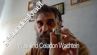 Was sind Celadon Wachteln [upl. by Brightman291]