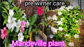 complete winter care of mandevilla plant [upl. by Saito]