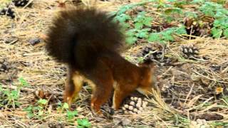 Red Squirrel or Eurasian Red Squirrel Sciurus vulgaris  Eichhörnchen 06 [upl. by Nomi499]