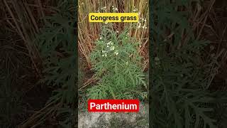 Parthenium hysterophorus  Family Asteraceae  कांग्रेस घास biologicalfacts agriculture [upl. by Marcos]