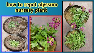 how to repot alyssum come from nursery  repoting tips and tricks  Baghwani695 [upl. by Abekam478]