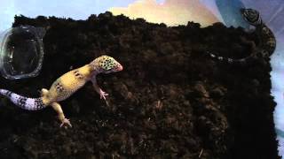 Leopard Gecko scream [upl. by Sandor634]