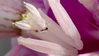 Orchid Mantis Catching Prey [upl. by Errick77]